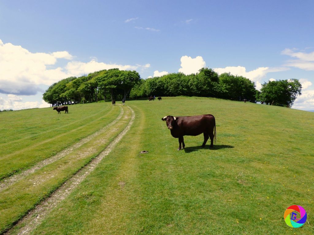 Chanctonbury Ring